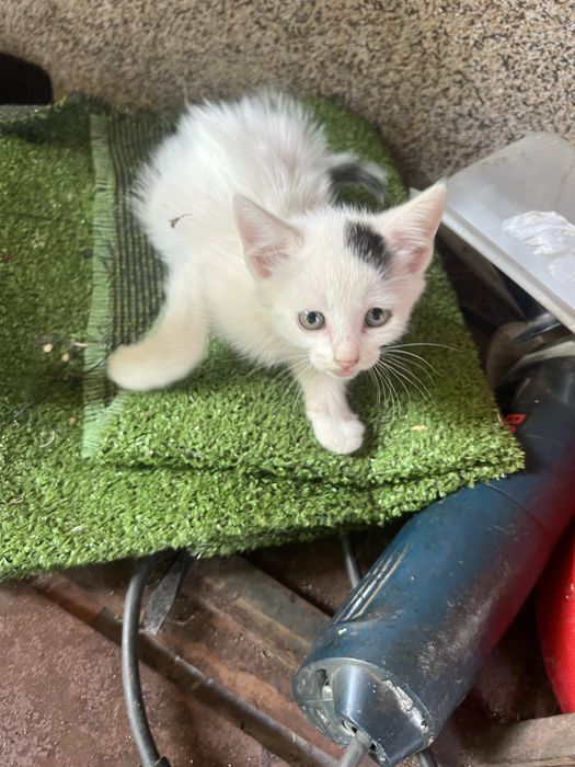 Безплатни котенца