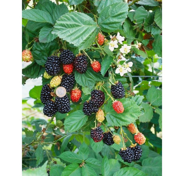 Къпина Черен сатен-(без бодли)