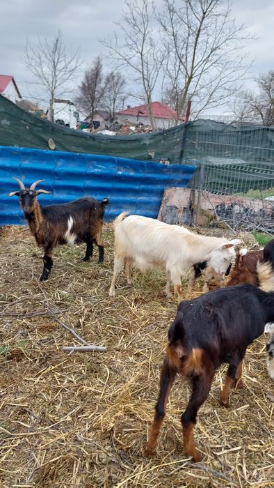 Capre tinere cu iezi