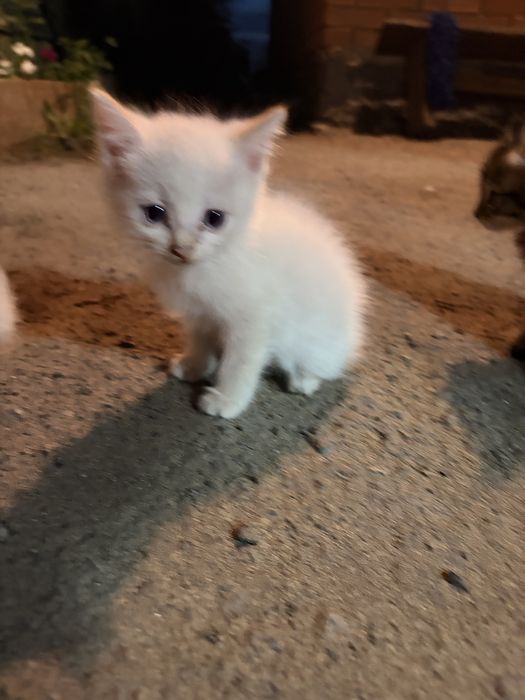 Отдам в добрые руки котят