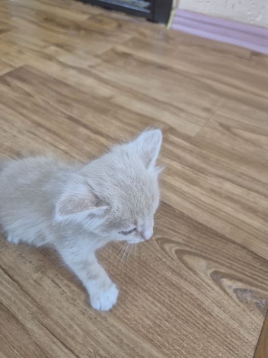 Котёнок ищет заботливых хозяев