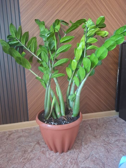 Цветы для офиса комнатные