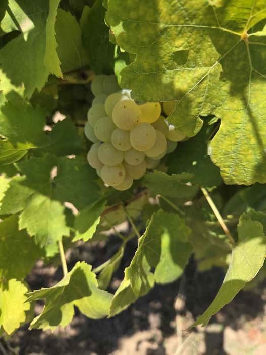 Vand struguri de vin 2026
