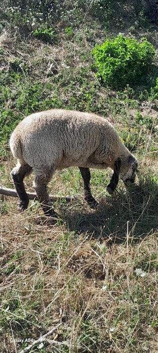 Vind berbec de taiat
