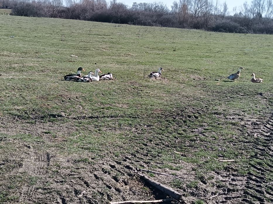 Vând ouă de rață pt incubat 3 lei oul