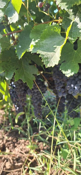 Vând struguri Merlot, Săpoca, Buzău