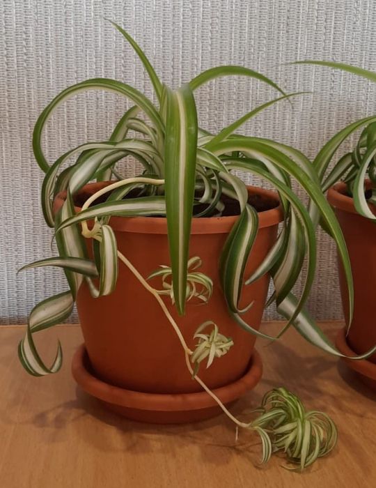 Продам комнатные цветы.