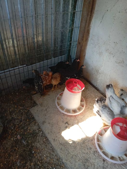 10 pui de 2 luni (Marans metis)