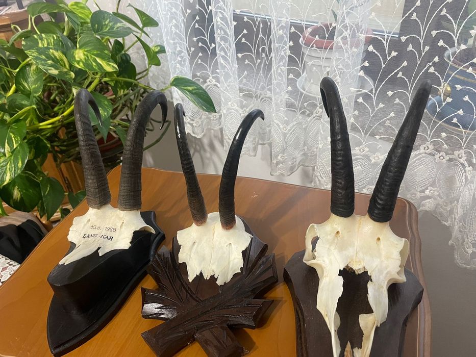 Vând Trofeu Craniu Capră Neagră