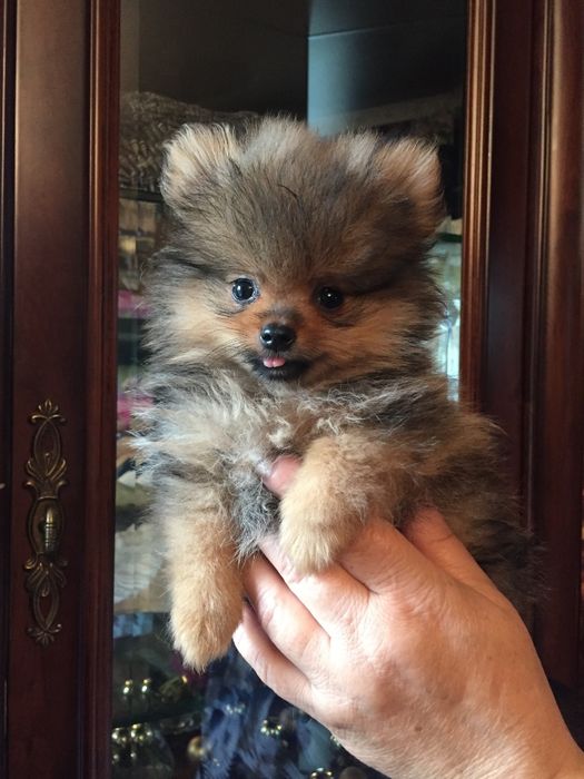 померанский шпиц