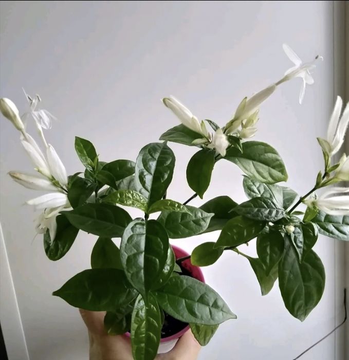 Комнатные растения.