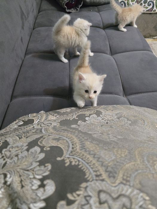 Отдам котята бесплатно