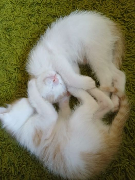 Котенок-рыжие котята