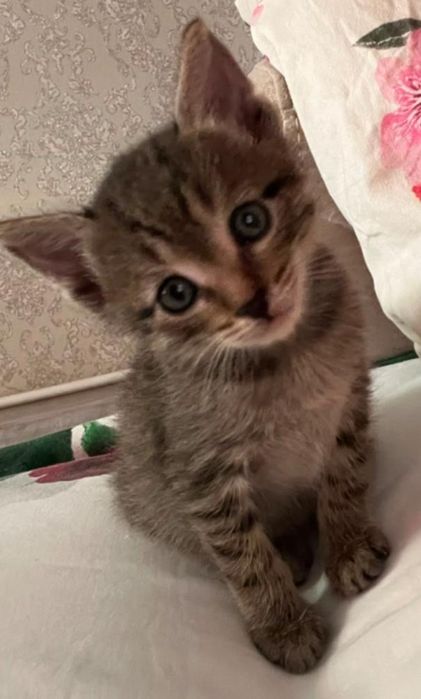 Котенок в добрые ручки. Бесплатно.