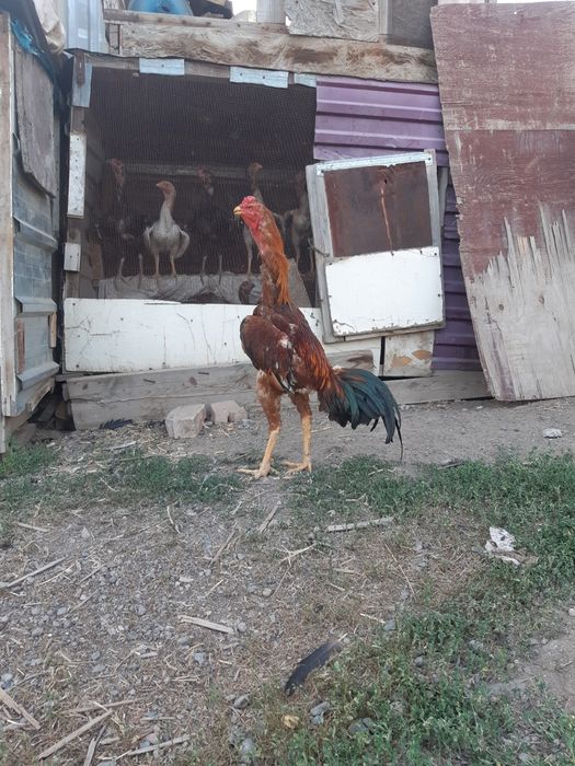 Продам чуже тауықтар