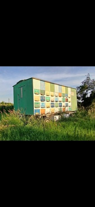 Vand pavilion apicol omologat