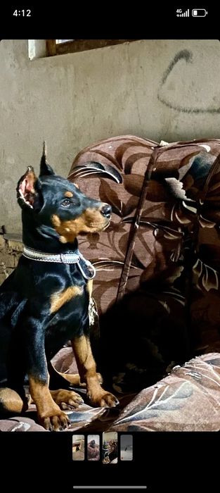 Erkak Doberman kerak vyazkaga