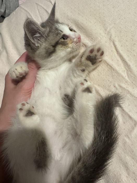 Pisici spre adoptie
