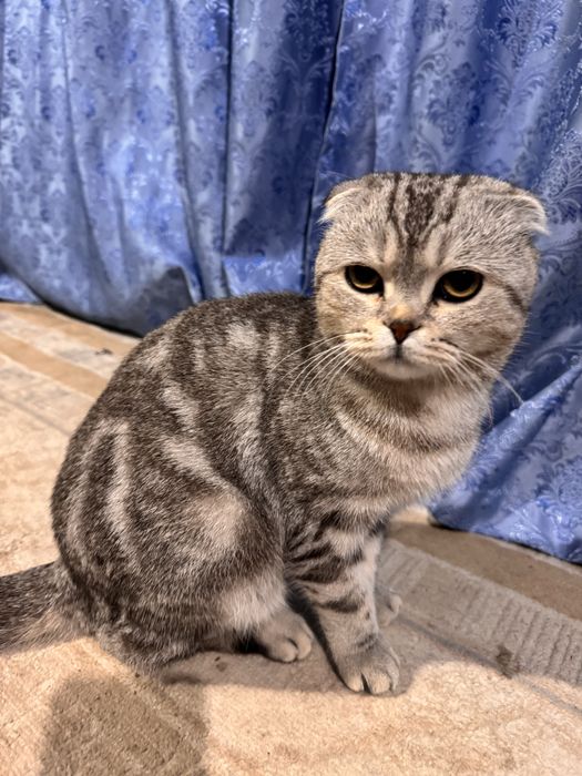 Шотландская вислоухая кот