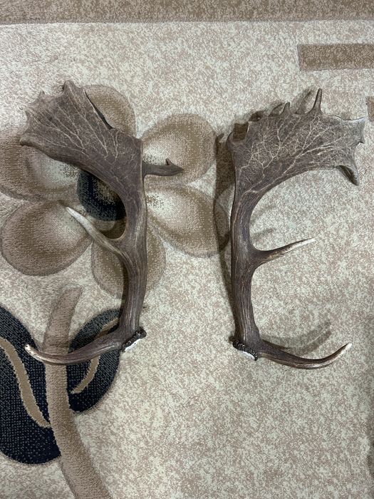 Чифт от лопатар