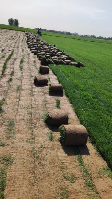 Tayor gazon sotiladi m2 22000somdan