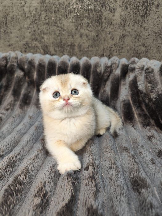 Pisoi Scottish Fold golden chinchilla