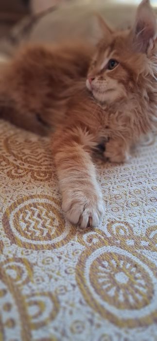 Продам котёнка мейн кун