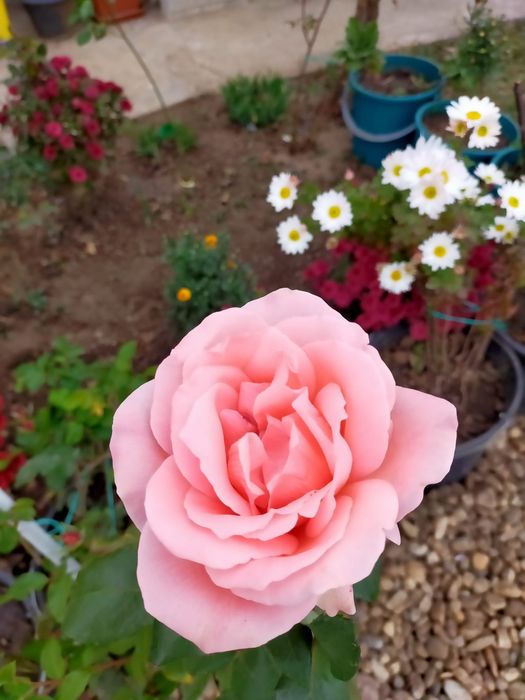 Trandafiri in ghiveci