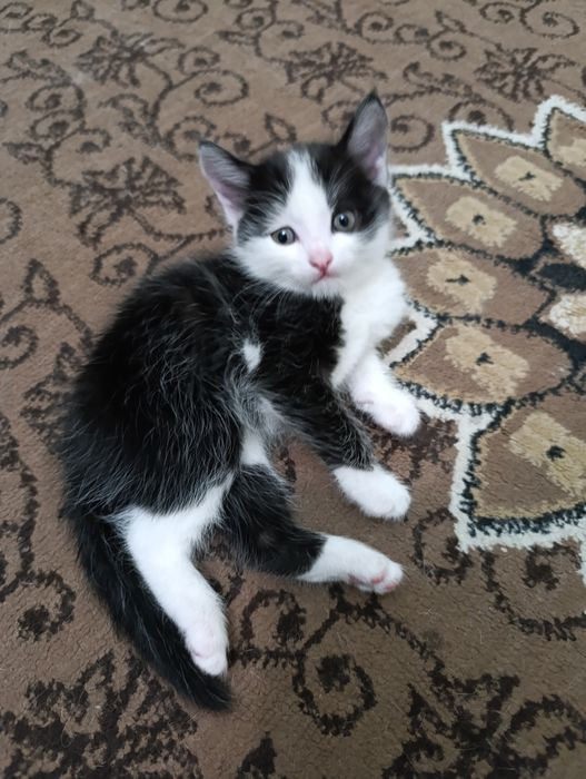 Котята бесплатно