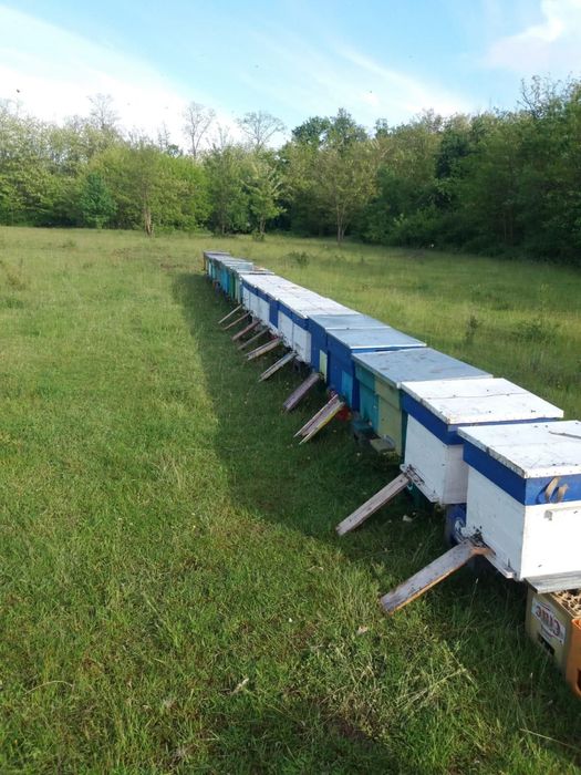 Vand 8 familii de albine