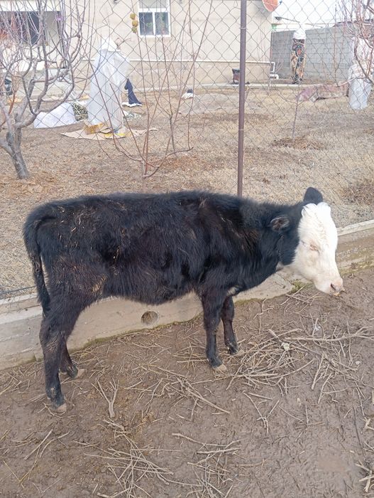 Животные бузоу теленок