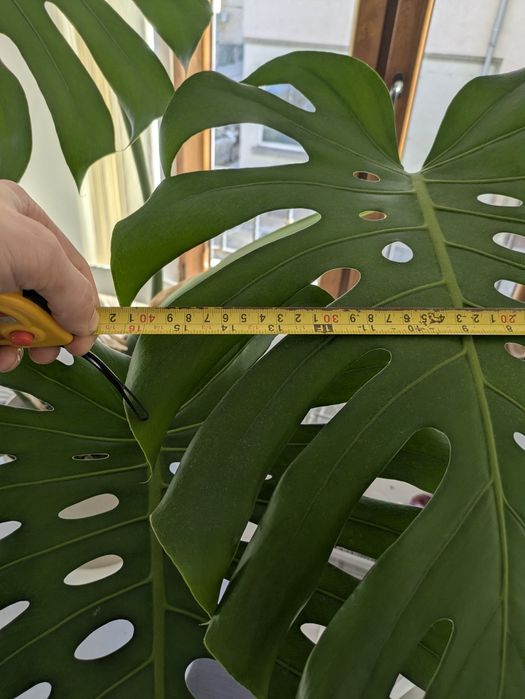 Монстера делисиоза