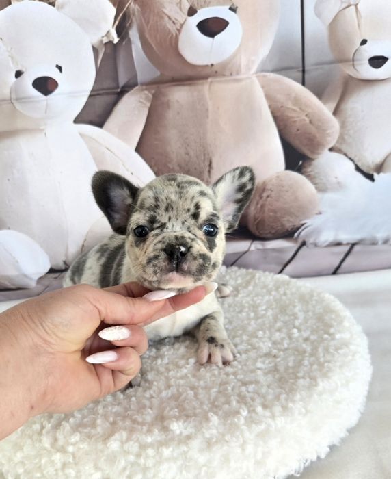 Френски булдог елитна кръвна линия момиче