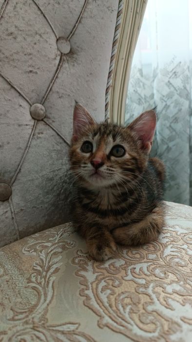 Котенок отдадим в добрым рукам