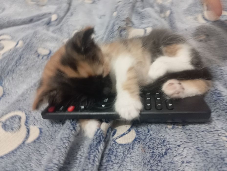 Отдам даром  котят
