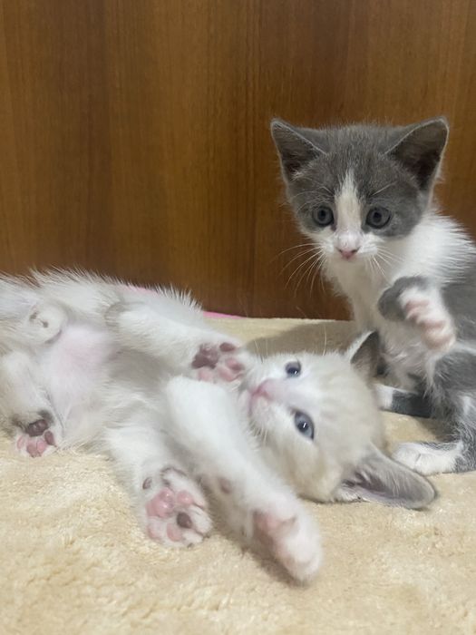 Красивые котята