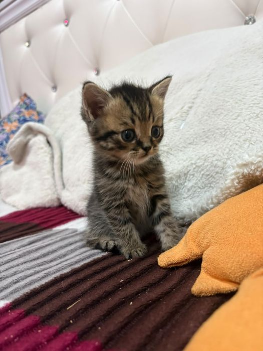 Отдам котят, мальчики, мама британка