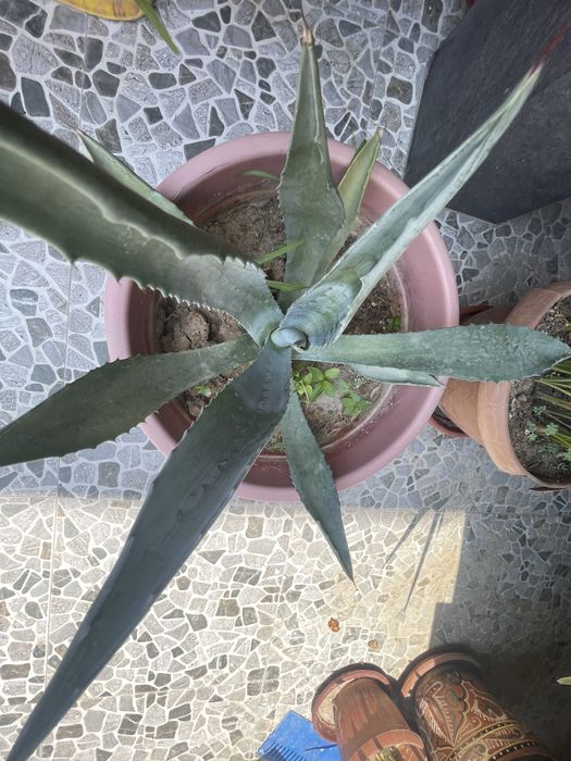 Агава декоративное ростение