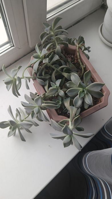 Продам комнатные цветы