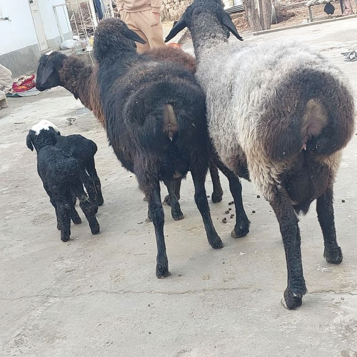 Бугоз куйлар сотилади т