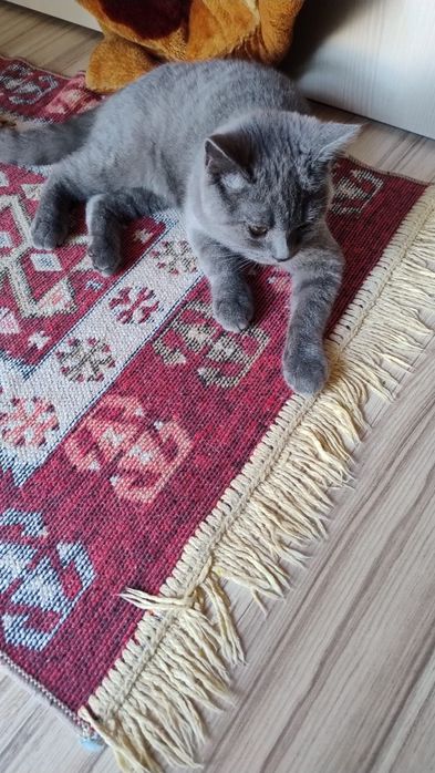 British shorthair