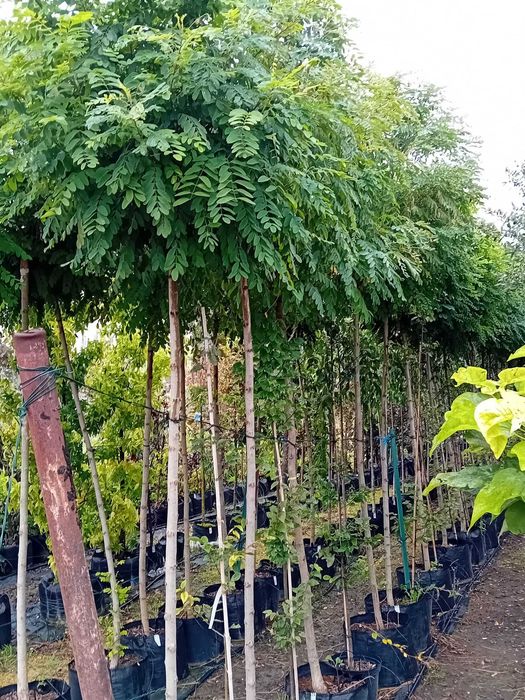 Plante ornamentale brazii argintii catalpa