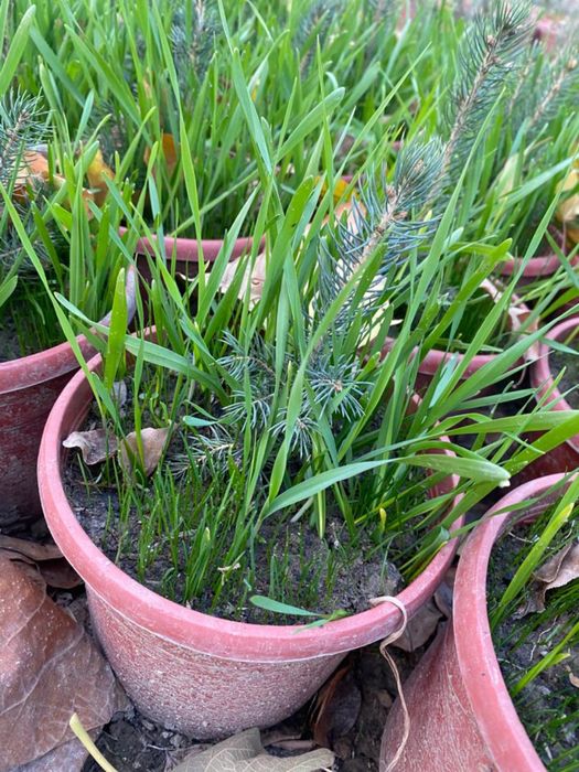 Продаю Голубые и Серебристые Ели в горшках