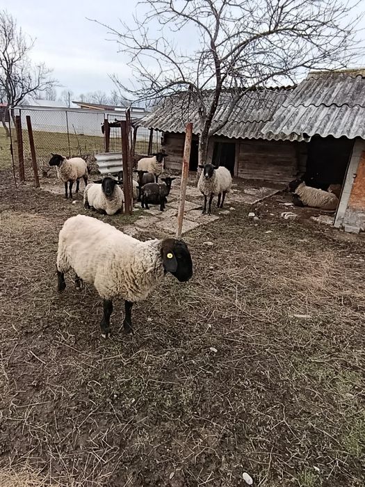 Vând 6 oi Suffolk cu miei