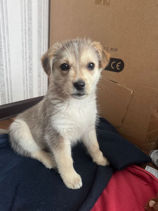 Щенок в добрые руки