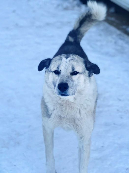 отдам в добрые руки собаку