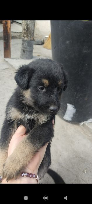 Щенки  бесплатно