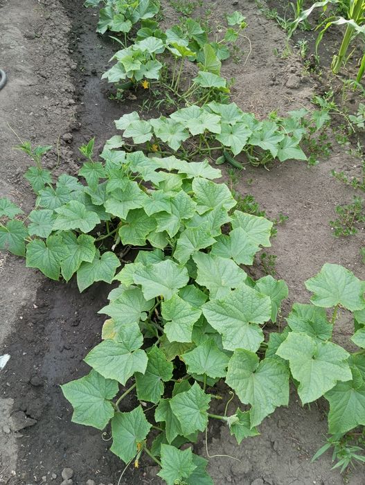 Продам кирпичный дом