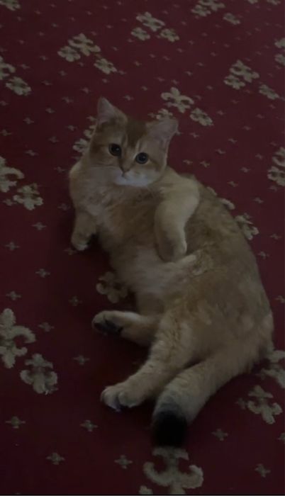 Viyazkaga go’zal mushuklarni taklif qilamiz !