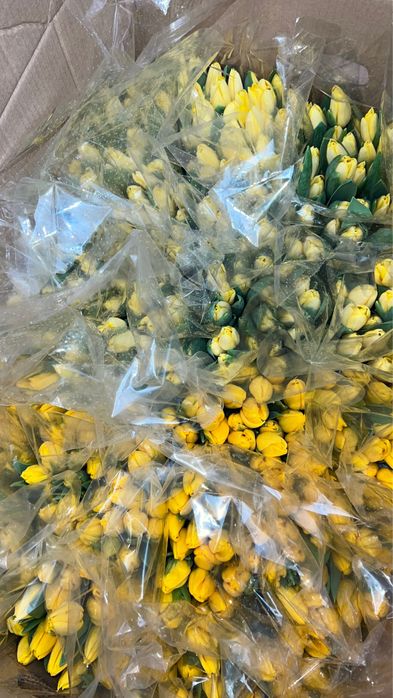 Тюльпаны . Корпоративные заказы